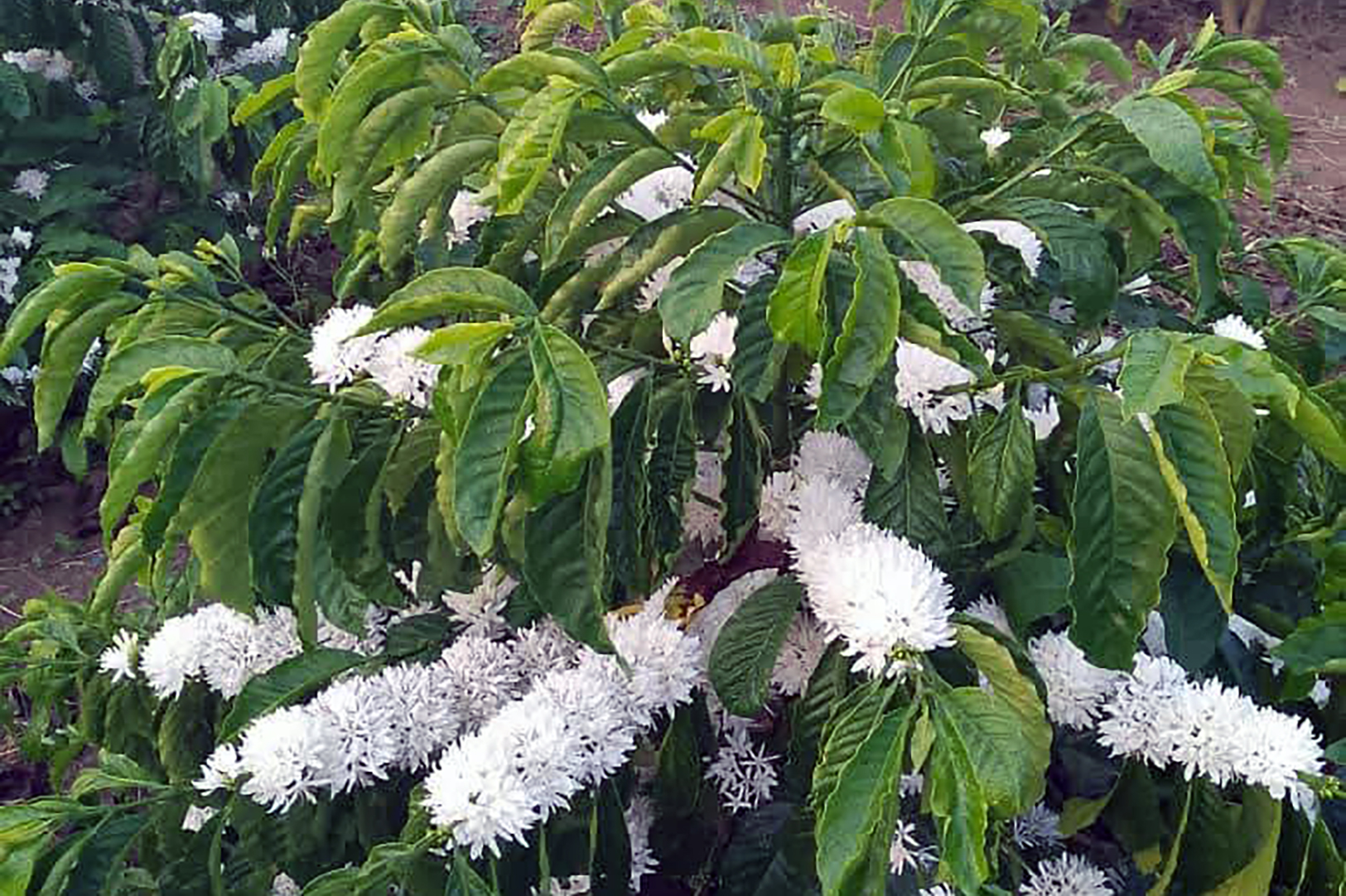 Farmers cry out as UCDA demise blunts coffee aroma